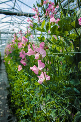 Cuthbertson Blend, Spenser type sweet peas colorful cut flowers cultivated as decorative or ornamental flower, growing in greenhouse