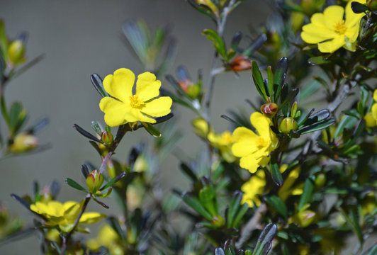 Yellow flowers of the Australian native Hibbertia monogyna, family Dilleniaceae, growing in heath in the Royal National Park, Sydney, New South Wales, Australia