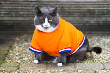 Random image of a fat pussy cat dressed as soccer player for the dutch national team relaxing in...