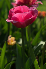 Naklejka premium Netherlands,Lisse, a close up of a flower