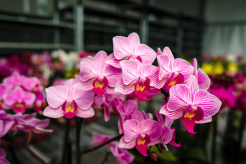 Cultivation of colorful tropical flowering plants orchid family Orchidaceae in Dutch greenhouse for trade and worldwide export
