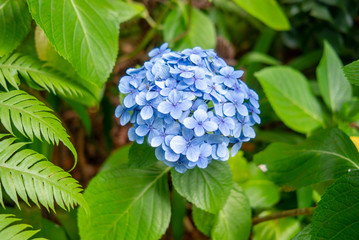 Blue hydrangea