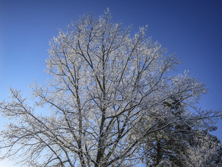 A huge winter oak tree in the snow on blue sky. The branches of the tree are covered with snow. Winter in the garden. Sunny winter day