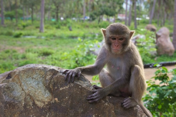 monkey on stone