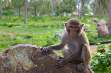 monkey on stone