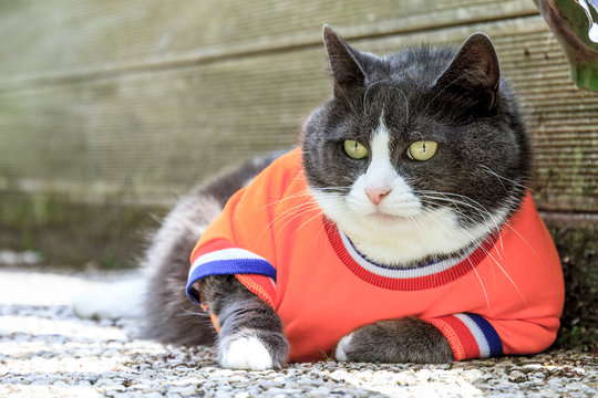 Random image of a fat pussy cat dressed as soccer player for the dutch national team relaxing in the garden in spring in the Netherlands