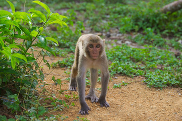 Vietnam. Nha Trang City, monkey island