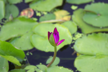 Vietnam. Nha Trang City, lotus flower