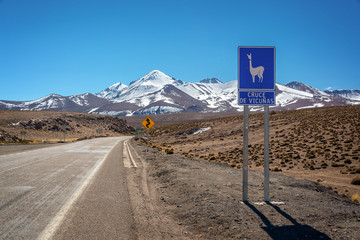 Road sign "cruce de vicunas" (meaning vicugnas crossing) on a road in Chile