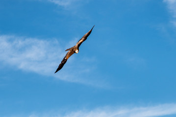 American eagle in flight