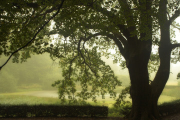 Silhouette in the mist