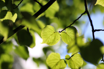 leaf tree background backlight sunlight