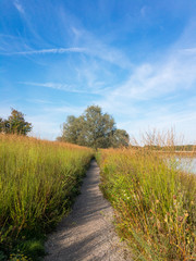 Fototapeta na wymiar Kiesweg mit hohen Gräsern an den Seiten und Blick auf Baum im Herbst bei leicht bewölktem, blauen Himmel