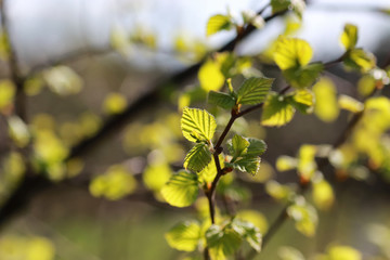 fresh spring leaves on a tree