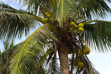 Obraz premium Vietnam. Nha Trang City. Palma