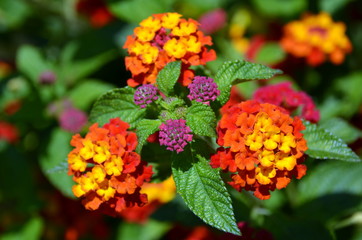 La belleza de las flores