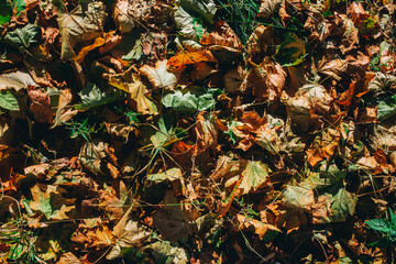 autumn leaves on the earth