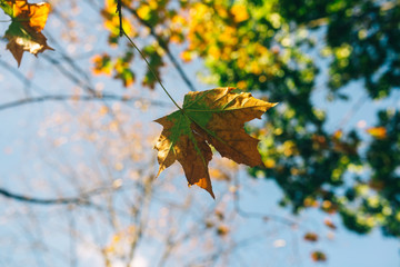lonely leaf on an autumn tree