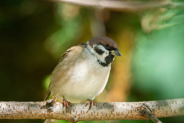 Sparrow on a branch