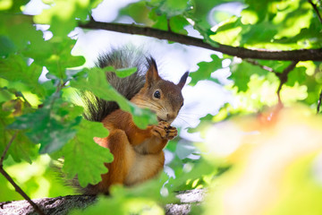 squirrel on the tree