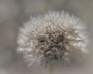 Dandelion seed head covered with morning dew