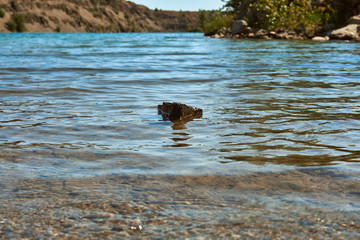 an amazing wild lake without people in a gorge of sand color among the stones and trees with crystal clear blue water on a nice warm summer day in the bright sun
