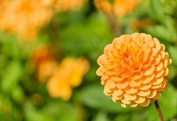 Orange Balldahlie (Asteracea) blüht in der Sommersonne.