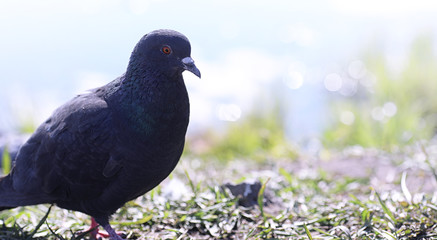 Pigeon on the shore of the pond. A gray bird by the river. The d