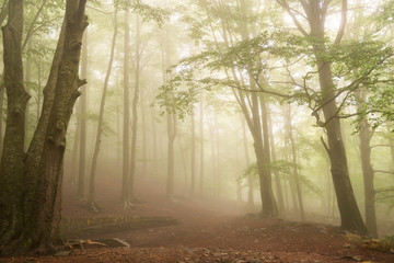 Forest in autumn with fog