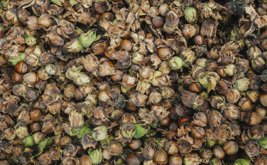 Hazelnuts. Food background, photo wallpaper.