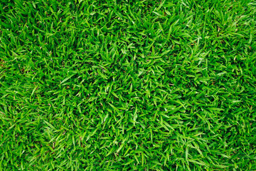 Natural green grass background with vintage filter