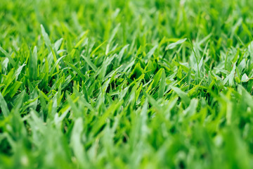 Natural green background of grass with selective focus 