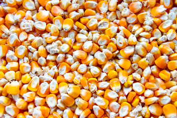 close up of corn seeds