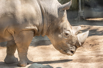 Fototapeta premium Nashorn 1