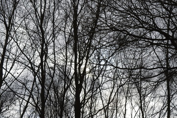bare tree silhouettes on spring sky