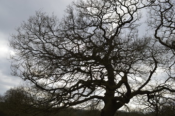 oak tree silhouette on cold spring sky