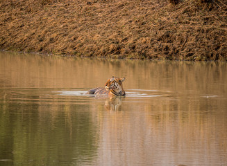 Tiger in a lake