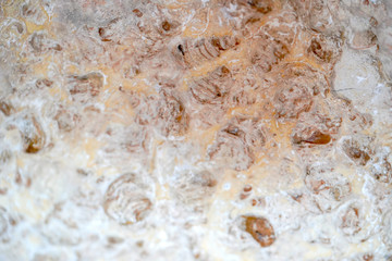 Old shells fossil in stone background