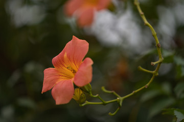 Obraz premium red flower in garden