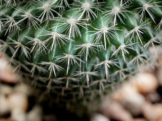 Cactus Green Thorns Arranging