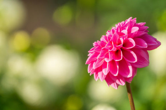 Pinke Balldahlie (Asteracea) blüht im Licht der strahlenden Morgensonne.