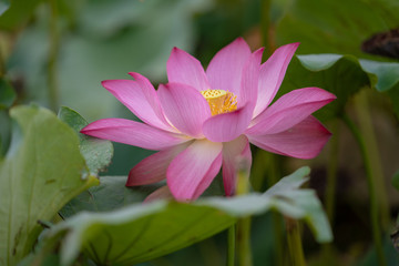 Obraz premium Lotus Flowers in pond