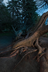 old tree in forest