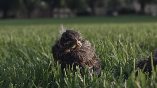 Baby bird in grass, hops away frame left