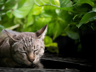 Brown Cat Lying