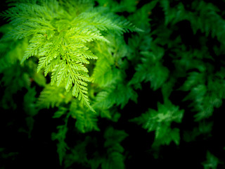Gian-Hairfoot Fern Growing i
