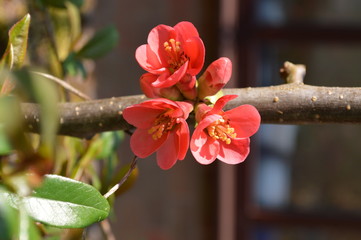 Pink Apple Tree Blooms