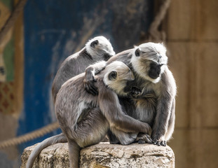 Tiere im Zoo