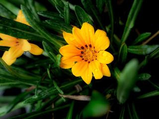 Yellow Treasure flowers Blooming