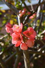 Pink Apple Tree Blooms